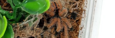 Avicularia metallica