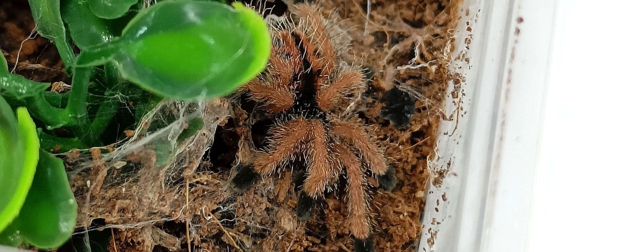 Avicularia metallica