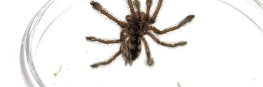 Avicularia purpurea