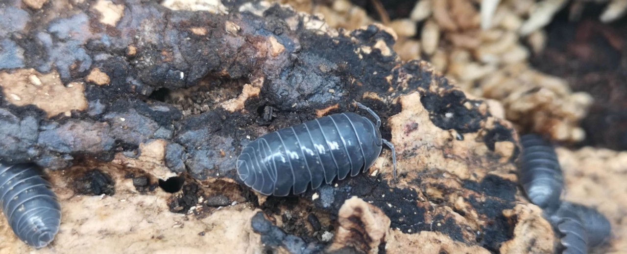 Armadillidium vulgare