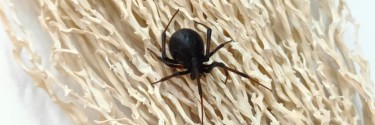 Latrodectus obscurior