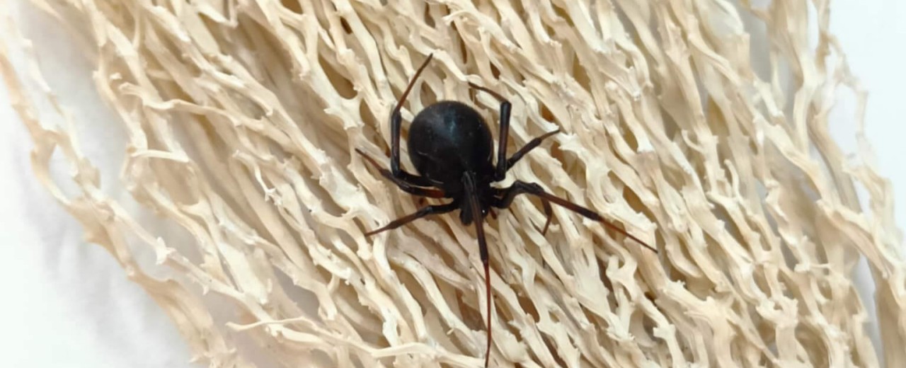 Latrodectus obscurior