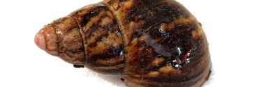 Archachatina paylerenti