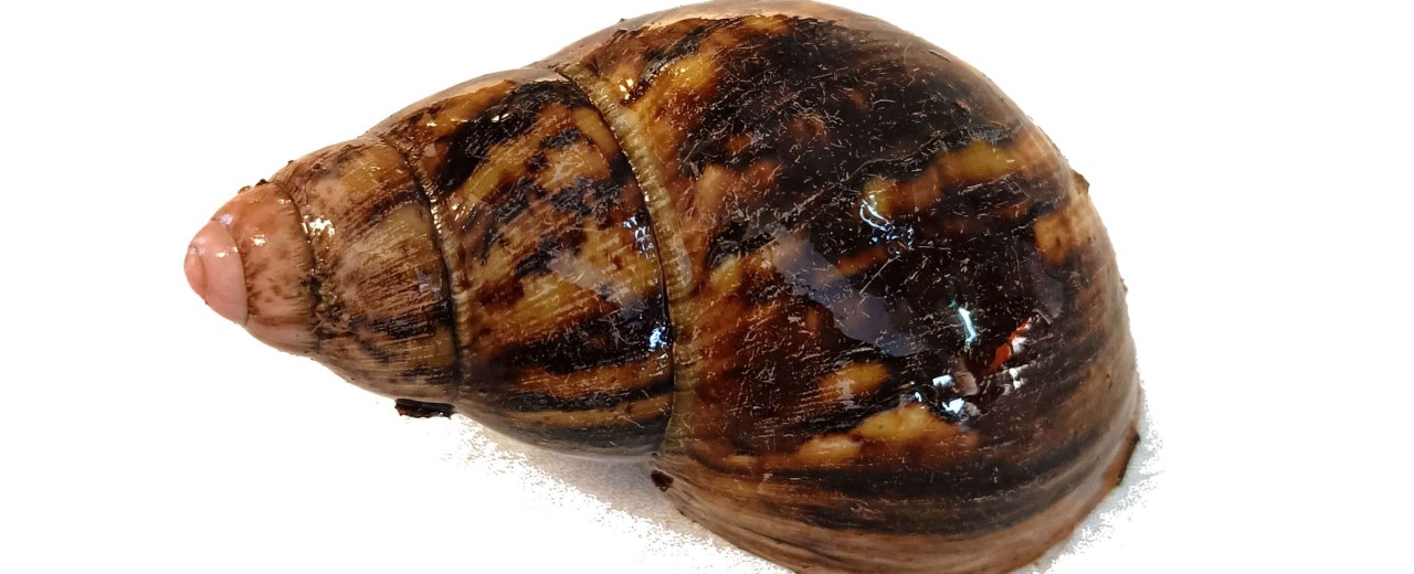 Archachatina paylerenti