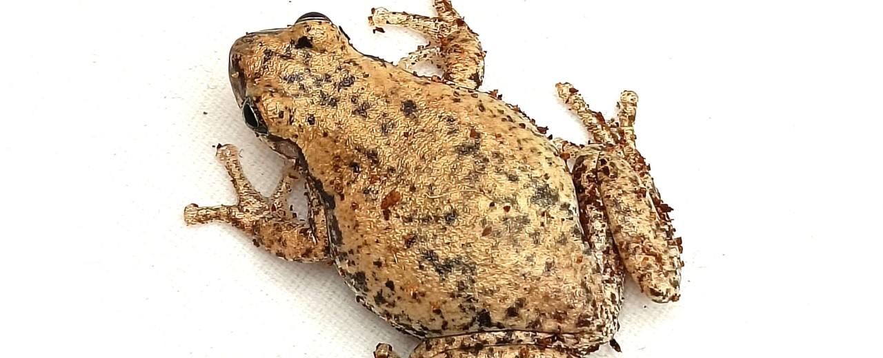 Litoria rubela