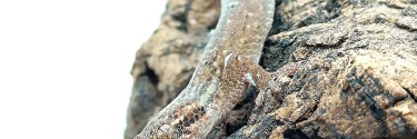 Geckolepis maculata