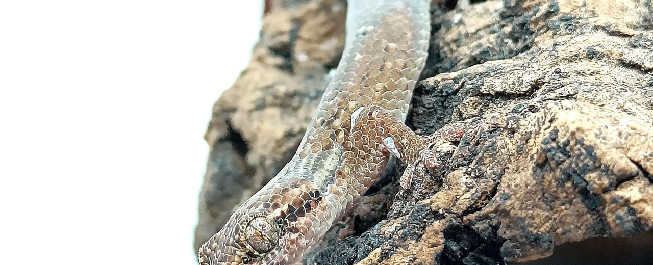 Geckolepis maculata