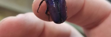 Chlorocala africana oertzeni