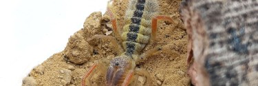 Solifugae sp. Ghana