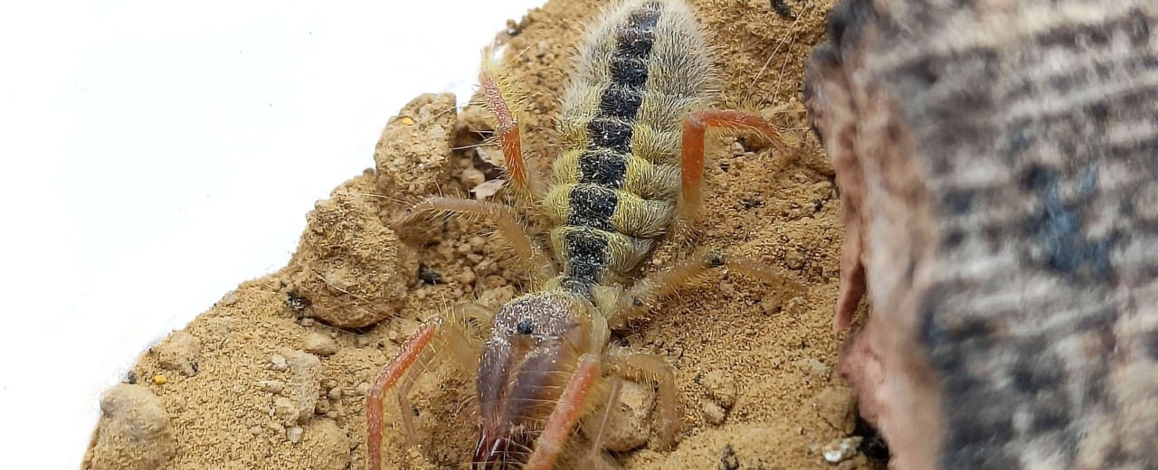 Solifugae sp. Ghana