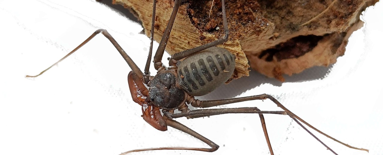 Stygophrynus sp. Ghana