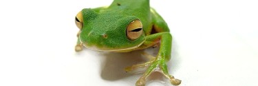 Rzekotka nowogwinejska (Nyctimystes infrafrenatus) ex. Litoria infrafrenata