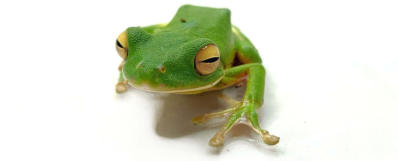 Rzekotka nowogwinejska (Nyctimystes infrafrenatus) ex. Litoria infrafrenata