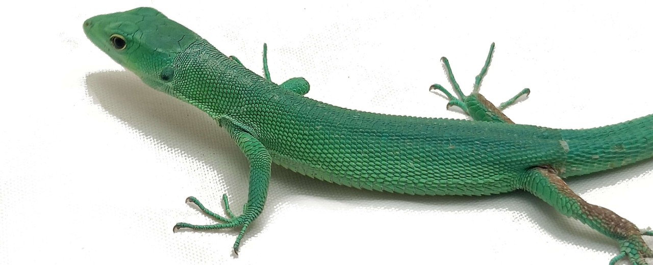 Gastropholis prasina