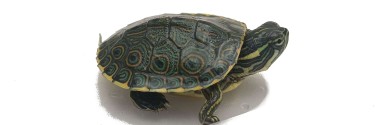 Trachemys emolli