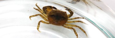 Krab wodny (Siamthelphusa sp. acutidens)