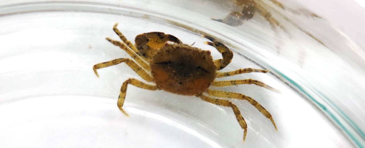 Krab wodny (Siamthelphusa sp. acutidens)