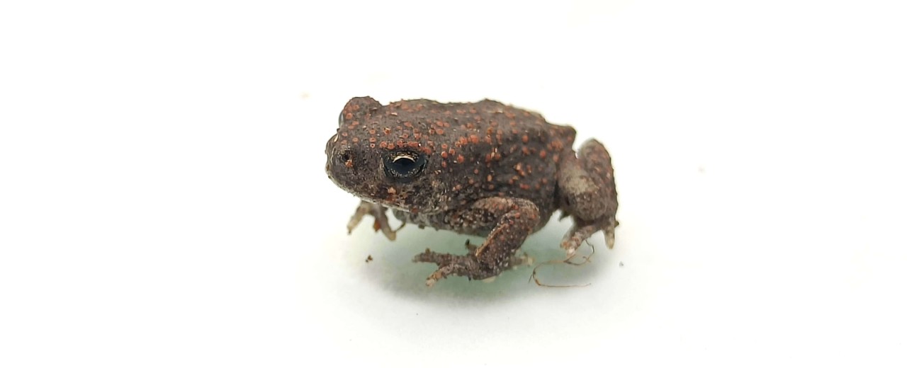 Ropucha berberyjska (Sclerophrys mauritanica)