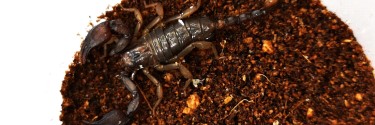 Euscorpius italicus