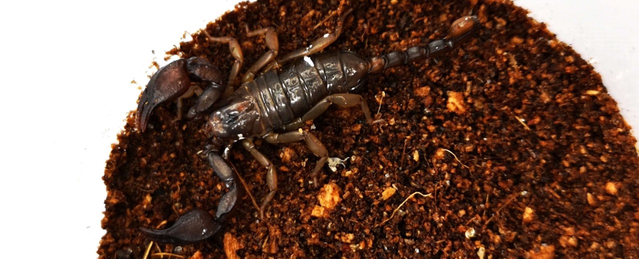 Euscorpius italicus