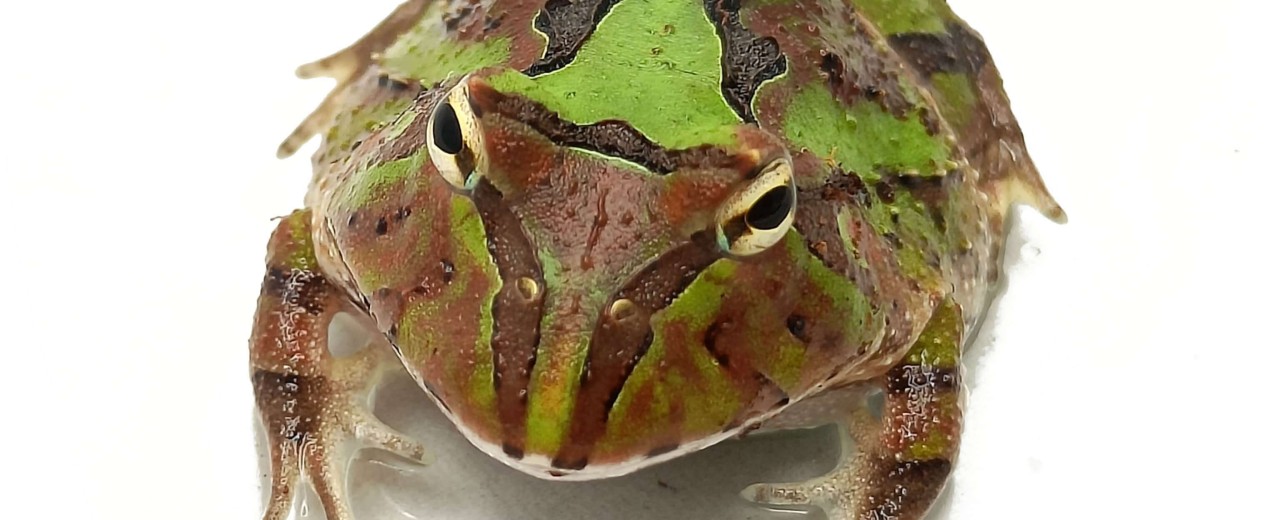 Rogatka itania (Ceratophrys cornuta)