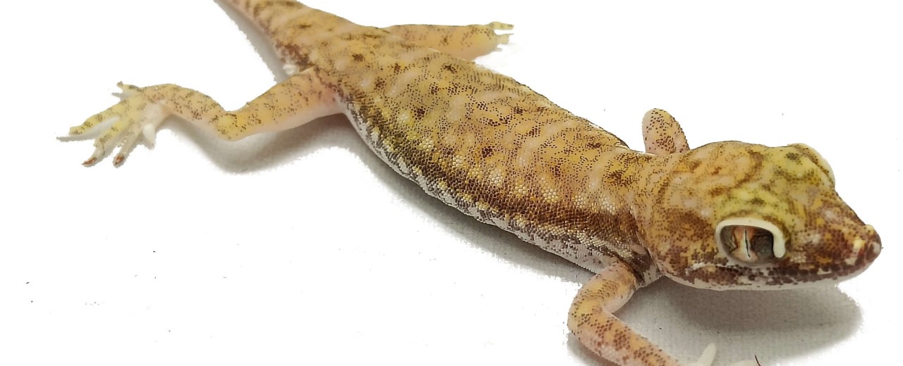 Gekon perełkowy (Stenodactylus petrii)