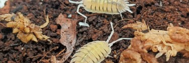 Porcellio bolivari