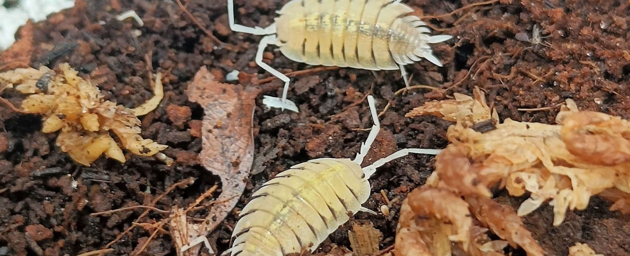 Porcellio bolivari