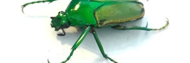 Eudicella aurata