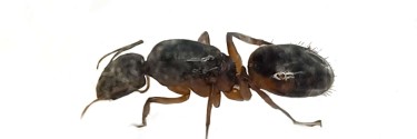 Camponotus sanctus