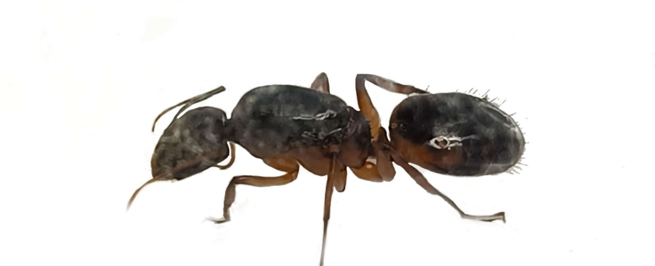 Camponotus sanctus