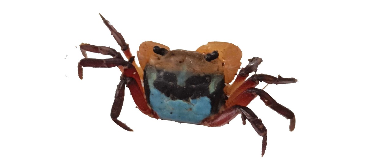 Krab tricolour borneo (Lepidothelphusa menneri)