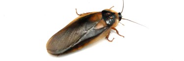 Karaczan argentyński (Blaptica dubia)