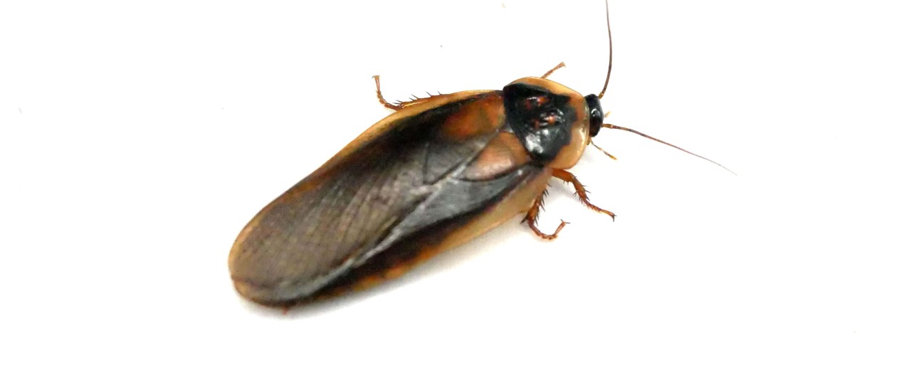 Karaczan argentyński (Blaptica dubia)