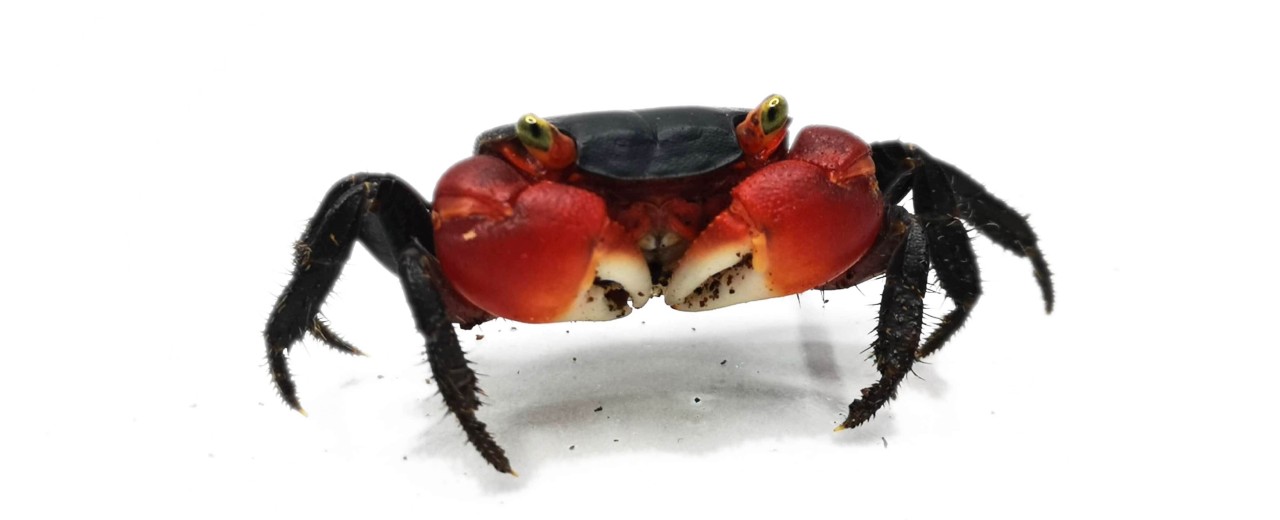 Krab red apple (Metasesarma aubryt)