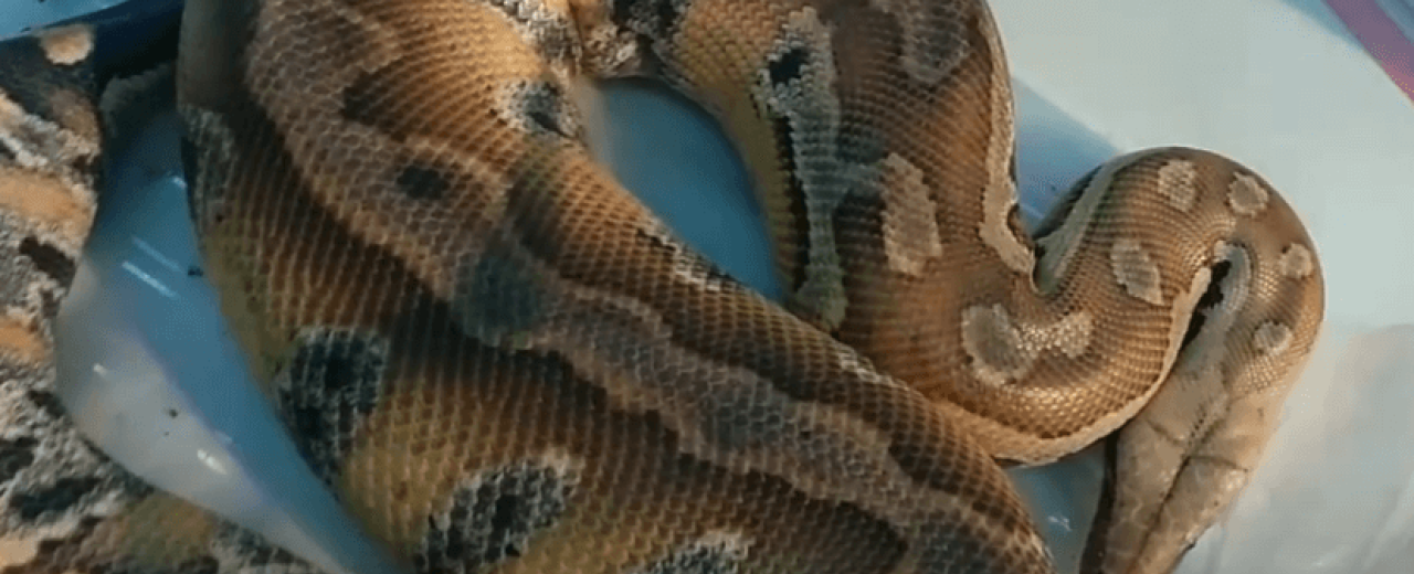 Pyton krótkoogonowy (Python curtus)