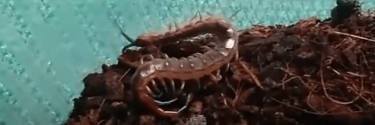 Scolopendra dalmatica 