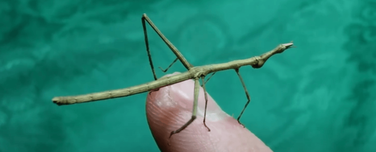 Szarańcza patyczakowata (Pseudoproscopia latirostris)