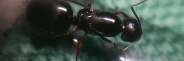 Camponotus aethiops