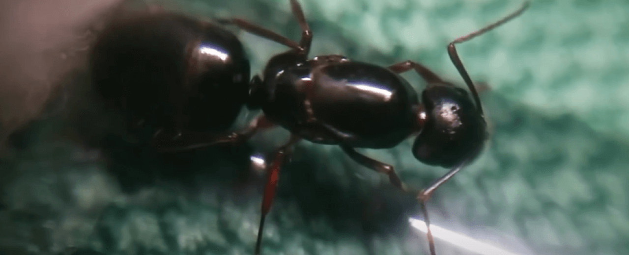 Camponotus aethiops