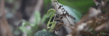 Sphodromantis viridis