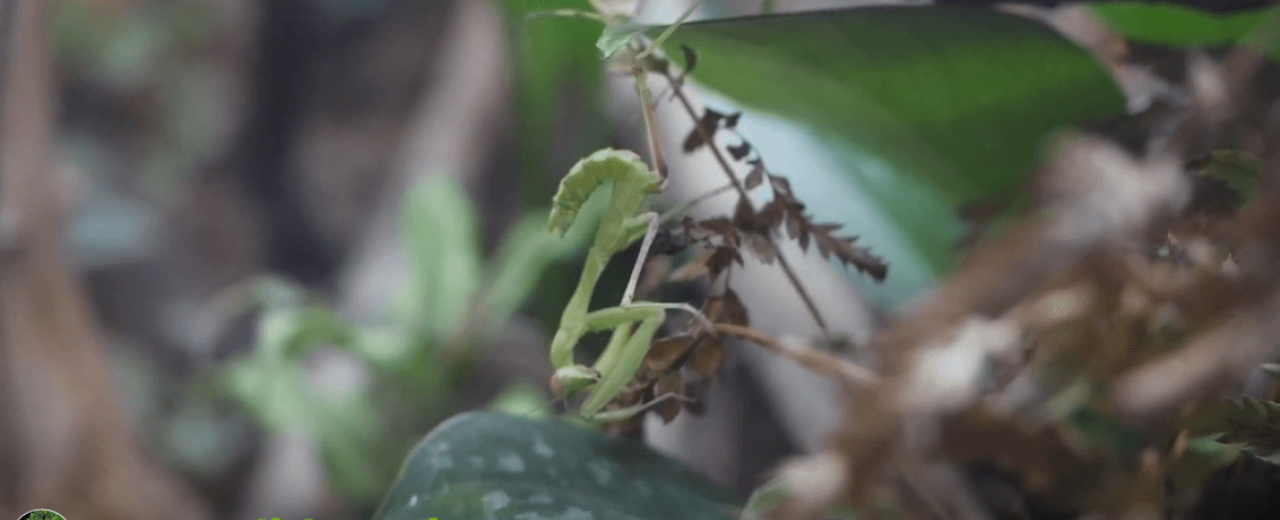 Sphodromantis viridis