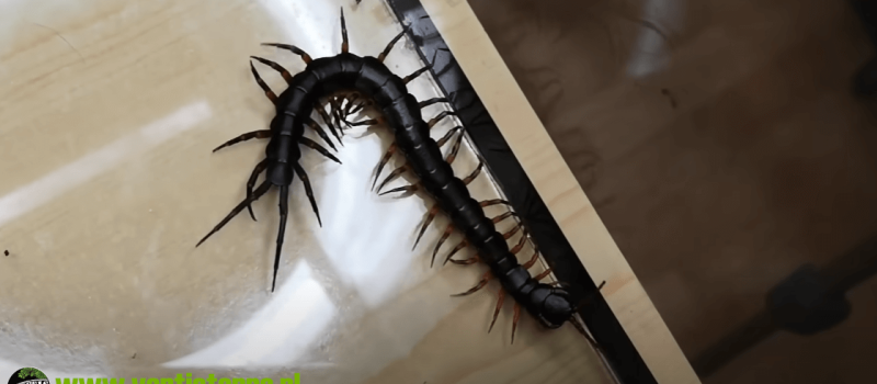 Scolopendra hainanum