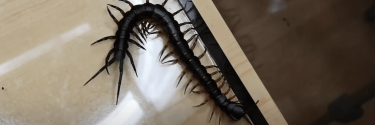 Scolopendra hainanum