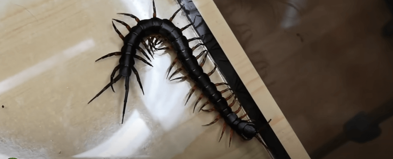 Scolopendra hainanum