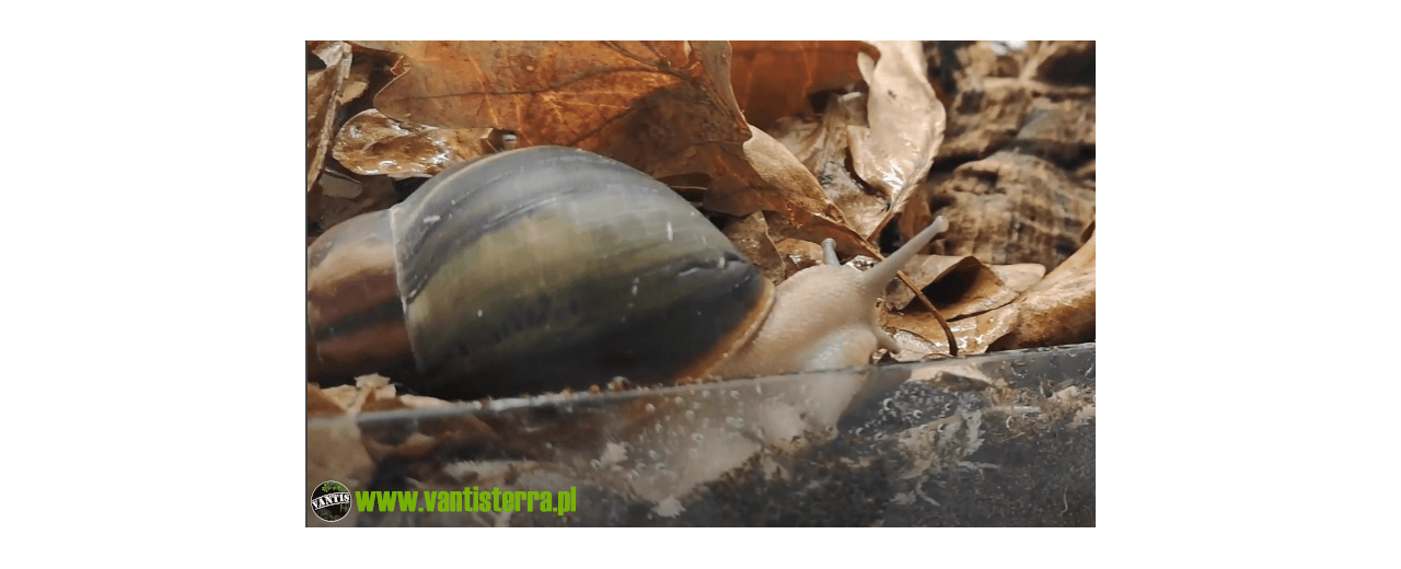 Archachatina rhodostoma (sp. Benin)