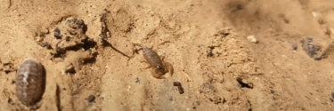 Euscorpius sicanus