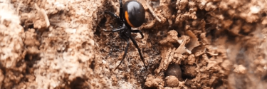 Zyzuś wielki (Steatoda paykulliana)