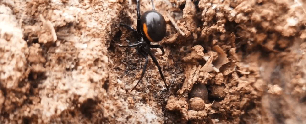 Zyzuś wielki (Steatoda paykulliana)