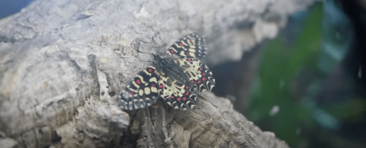  Zygzakowiec rubinowy (Zerynthia rumina)